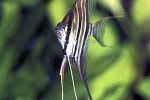 pterophyllum altum pterophyllum altum