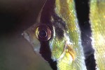 pterophyllum altum pterophyllum altum