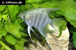 pterophyllum leopoldi pterophyllum leopoldi