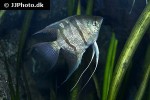 pterophyllum leopoldi pterophyllum leopoldi