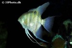 pterophyllum leopoldi pterophyllum leopoldi