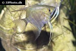 pterophyllum leopoldi pterophyllum leopoldi