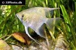 pterophyllum leopoldi pterophyllum leopoldi