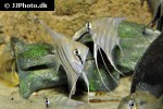 pterophyllum leopoldi pterophyllum leopoldi