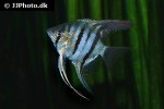 pterophyllum leopoldi pterophyllum leopoldi