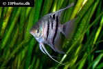 pterophyllum leopoldi pterophyllum leopoldi