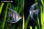 pterophyllum leopoldi pterophyllum leopoldi