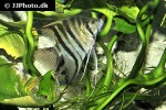 pterophyllum leopoldi dumerilii pterophyllum leopoldi dumerilii