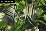pterophyllum leopoldi dumerilii pterophyllum leopoldi dumerilii