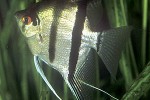 pterophyllum scalare pterophyllum scalare