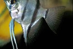 pterophyllum scalare pterophyllum scalare