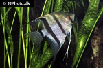 pterophyllum scalare pterophyllum scalare