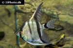 pterophyllum scalare pterophyllum scalare