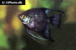 pterophyllum scalare black pterophyllum scalare black