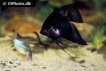 pterophyllum scalare black pterophyllum scalare black