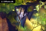 pterophyllum scalare black pterophyllum scalare black