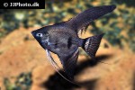 pterophyllum scalare black pterophyllum scalare black