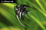 pterophyllum scalare black marbled pterophyllum scalare black marbled
