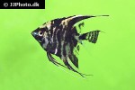 pterophyllum scalare black marbled pterophyllum scalare black marbled