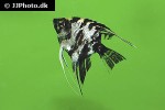 pterophyllum scalare black marbled pterophyllum scalare black marbled