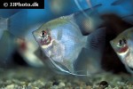 pterophyllum scalare bleeding heart pterophyllum scalare bleeding heart