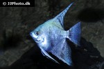 pterophyllum scalare blue pterophyllum scalare blue