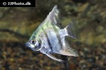 pterophyllum scalare blue zebra pterophyllum scalare blue zebra