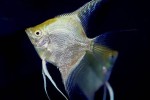 pterophyllum scalare golden pterophyllum scalare golden