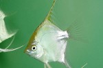 pterophyllum scalare golden pterophyllum scalare golden