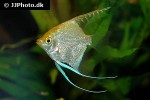 pterophyllum scalare golden pterophyllum scalare golden