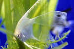 pterophyllum scalare golden veiltail pterophyllum scalare golden veiltail