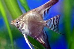pterophyllum scalare green flame pterophyllum scalare green flame