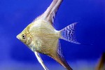 pterophyllum scalare green flame pterophyllum scalare green flame