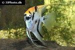 pterophyllum scalare koi pterophyllum scalare koi