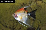pterophyllum scalare koi pterophyllum scalare koi