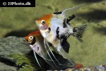pterophyllum scalare koi pterophyllum scalare koi