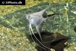 pterophyllum scalare longfin leopard pterophyllum scalare longfin leopard