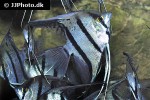 pterophyllum scalare maranon pterophyllum scalare maranon