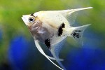 pterophyllum scalare panda pterophyllum scalare panda