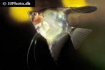pterophyllum scalare red pterophyllum scalare red