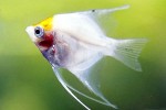 pterophyllum scalare redhead ghost pterophyllum scalare redhead ghost
