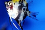 pterophyllum scalare redhead marbled pterophyllum scalare redhead marbled
