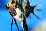 pterophyllum scalare redhead marbled pterophyllum scalare redhead marbled