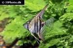 pterophyllum scalare zebra pterophyllum scalare zebra