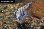 pterophyllum scalare zebra pterophyllum scalare zebra