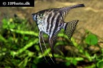 pterophyllum scalare zebra smoke pterophyllum scalare zebra smoke