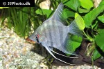 pterophyllum species brazil pterophyllum species brazil