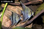 pterophyllum species brazil pterophyllum species brazil