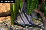 pterophyllum species brazil pterophyllum species brazil