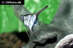 pterophyllum species manacapuru pterophyllum species manacapuru